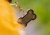 Fido Alert: A Dog Collar Tag Created By A Pet Lover To Help You Quickly Reunite With Your Pet