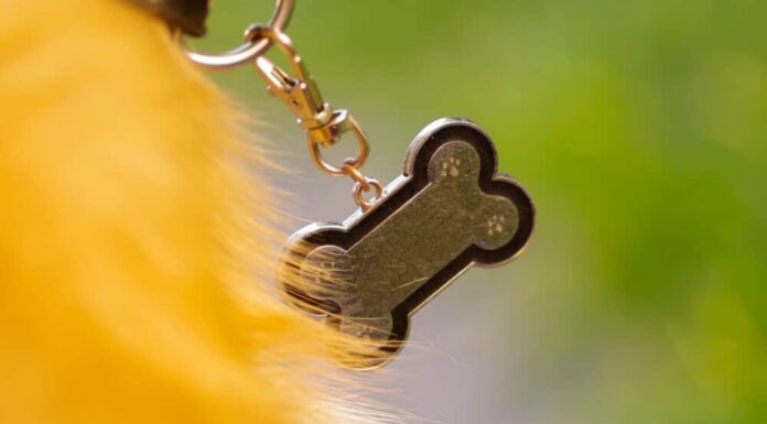 Fido Alert: A Dog Collar Tag Created By A Pet Lover To Help You Quickly Reunite With Your Pet
