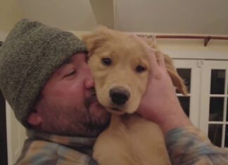 Missing Dog Turns Up Close To Home And Reunites With Family Ahead Of Christmas Day