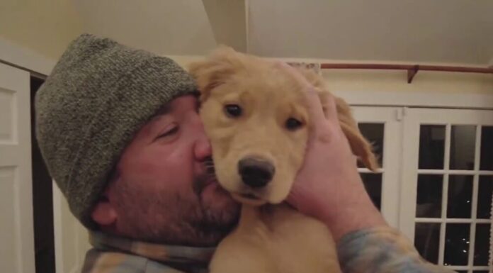 Missing Dog Turns Up Close To Home And Reunites With Family Ahead Of Christmas Day