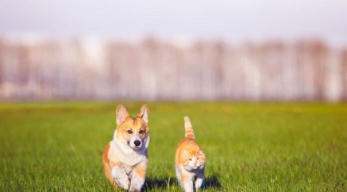 Essential Questions Pet Food Manufacturers Must Address