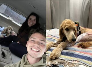 Couple Uses Wedding Fund And Life Savings To Save Dog Who Got Into A Hit-And-Run Accident