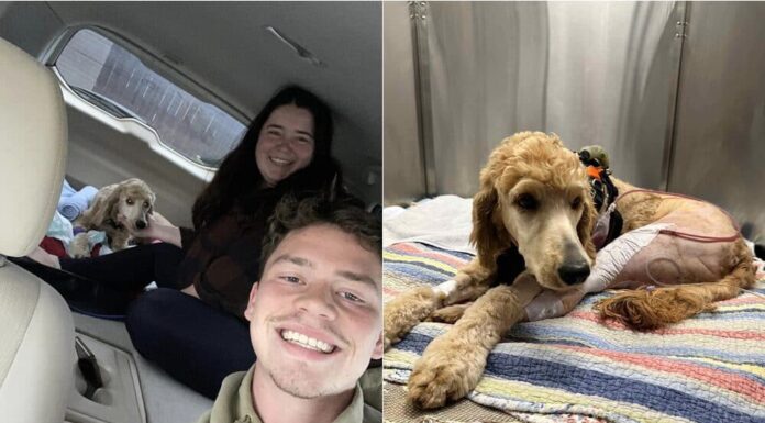 Couple Uses Wedding Fund And Life Savings To Save Dog Who Got Into A Hit-And-Run Accident