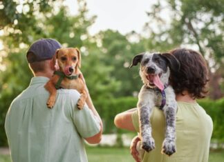 Animal Shelter In Pima County Is Willing To Pay Anyone Who Fosters A Dog For Two Weeks