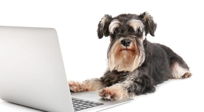 Weekly Roundup: Funny Dog Posts From Last Week (Jul 29)