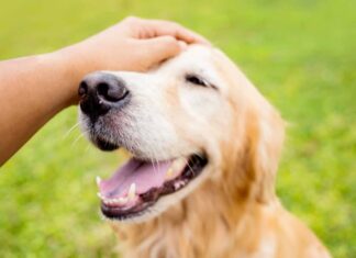 Research Shows Petting Other People’s Dogs Can Increase Your Well-Being