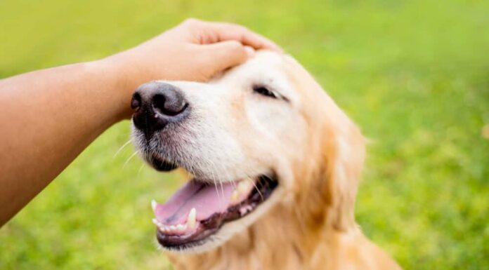 Research Shows Petting Other People’s Dogs Can Increase Your Well-Being