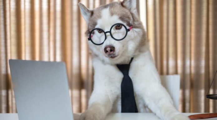 Weekly Roundup: Funny Dog Posts From Last Week (Jul 01)