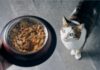 Understanding Organic Cat Food: Benefits for Your Feline Friend
