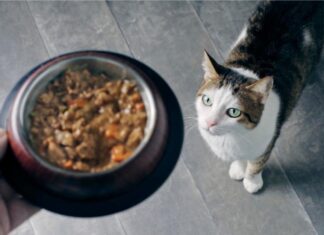 Understanding Organic Cat Food: Benefits for Your Feline Friend