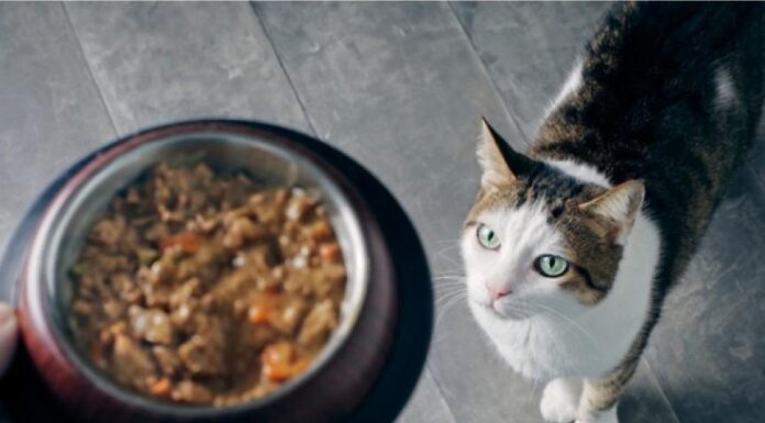 Understanding Organic Cat Food: Benefits for Your Feline Friend