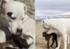 Watch The Heartwarming Moment A Deaf Dog Adopts An Orphaned Baby Goat