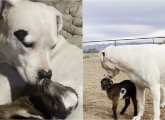 Watch The Heartwarming Moment A Deaf Dog Adopts An Orphaned Baby Goat