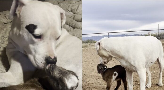 Watch The Heartwarming Moment A Deaf Dog Adopts An Orphaned Baby Goat