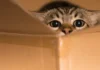 The Surprising Reason Cats Love Cardboard Boxes