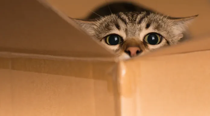 The Surprising Reason Cats Love Cardboard Boxes