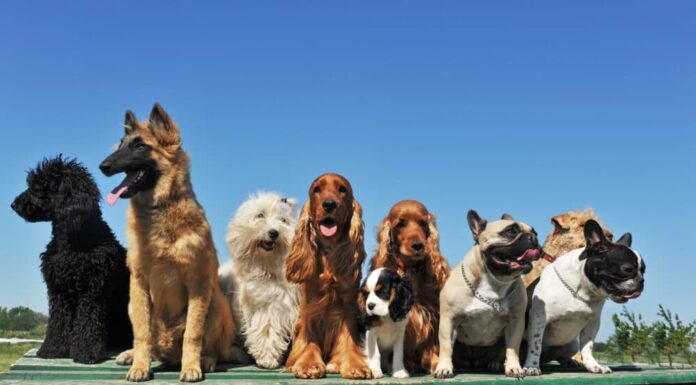 A Guide To Dog Coat Types And How To Care For Them