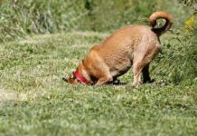 Dealing With a Dog that Digs