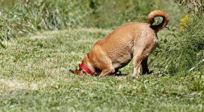 Dealing With a Dog that Digs