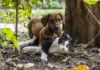 Achieving Cat and Dog Harmony at Home: A Complete Guide