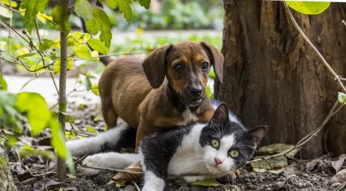 Achieving Cat and Dog Harmony at Home: A Complete Guide