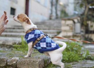 Best Dog Treats for Dogs with Calcium Oxalate Stones