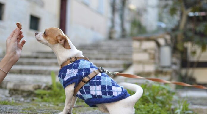 Best Dog Treats for Dogs with Calcium Oxalate Stones