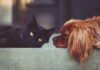 Human-Grade Pet Food: Should Your Pets Eat What You Eat?