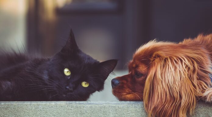 Human-Grade Pet Food: Should Your Pets Eat What You Eat?