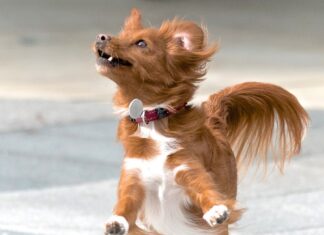 Understanding Board Certified Veterinary Nutritionists and Their Importance