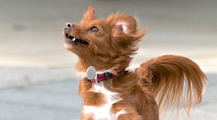 Understanding Board Certified Veterinary Nutritionists and Their Importance