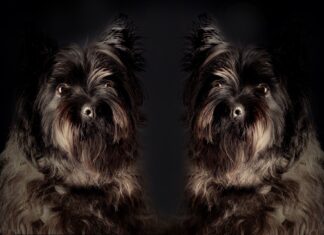 Navigating Pet Health: Best Diets for Multiple Pet Diseases