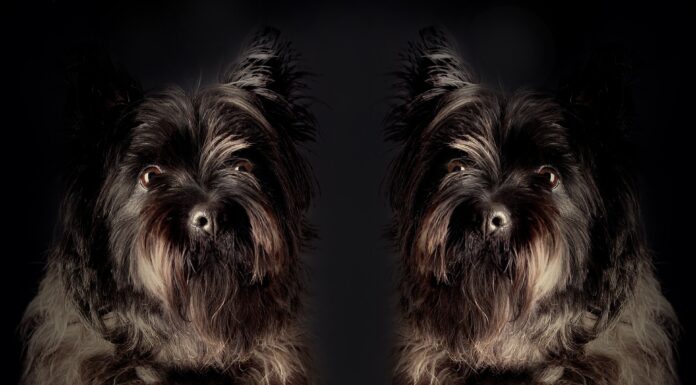 Navigating Pet Health: Best Diets for Multiple Pet Diseases