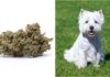 Dog Accidentally Ingests Marijuana During Walk With Owner