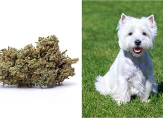 Dog Accidentally Ingests Marijuana During Walk With Owner