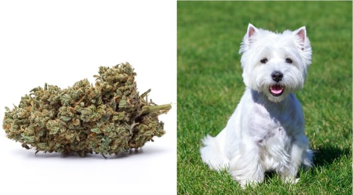 Dog Accidentally Ingests Marijuana During Walk With Owner