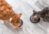 Understanding AAFCO: Its Role and Importance in Pet Food