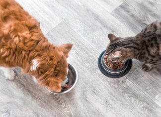 Understanding AAFCO: Its Role and Importance in Pet Food