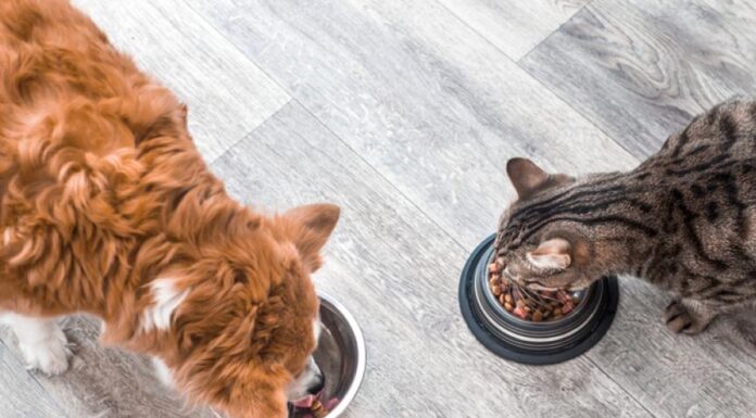 Understanding AAFCO: Its Role and Importance in Pet Food