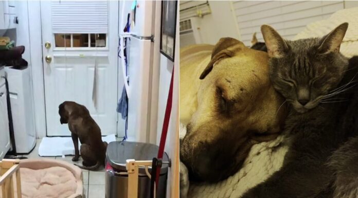 Being A Dad To Foster Kittens Changes This Depressed Dog For The Better