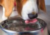 Optimal Dog Water Intake: Find Out How Much Is Enough!