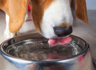 Optimal Dog Water Intake: Find Out How Much Is Enough!