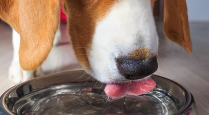 Optimal Dog Water Intake: Find Out How Much Is Enough!