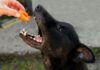 Is It Safe for Dogs to Eat Peaches? Discover the Facts!