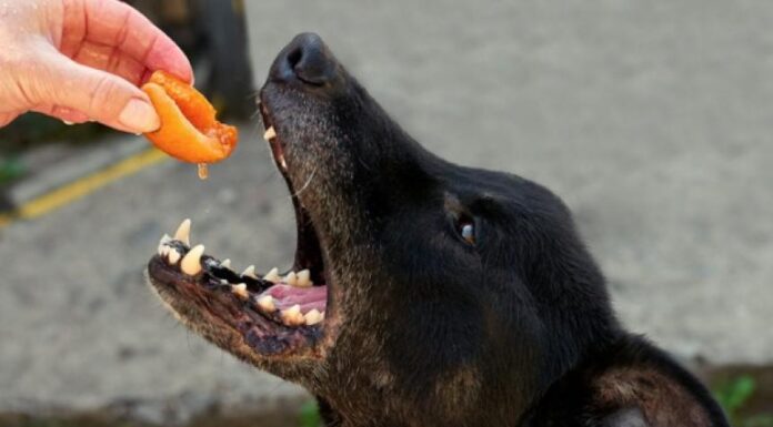 Is It Safe for Dogs to Eat Peaches? Discover the Facts!