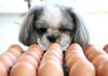 Can Dogs Safely Eat Eggs? Discover the Benefits and Risks