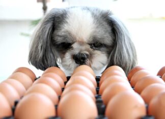 Can Dogs Safely Eat Eggs? Discover the Benefits and Risks