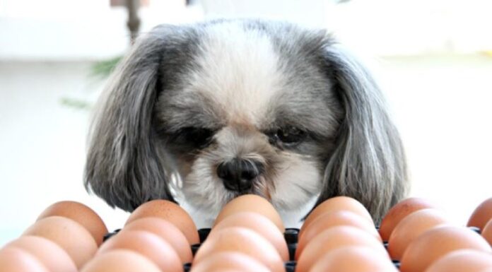 Can Dogs Safely Eat Eggs? Discover the Benefits and Risks