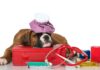 Dog First Aid 101: Supplies And Procedures That Could Save Your Dog’s Life