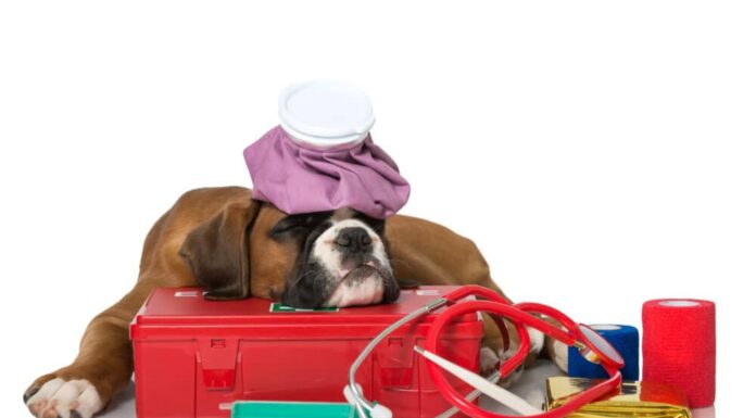 Dog First Aid 101: Supplies And Procedures That Could Save Your Dog’s Life